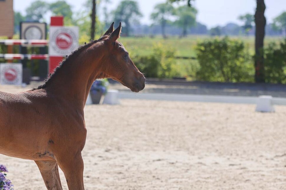 Filly by Finishing Touch out of Quindy Ridge by Quality x Wilander | Breeder: Heinz-Dieter Tünnermann