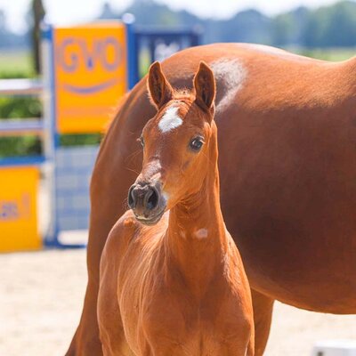 Filly by Finishing Touch out of Cupcake by Casalido x Diamant de Semilly | Breeder: Gerd Sosath