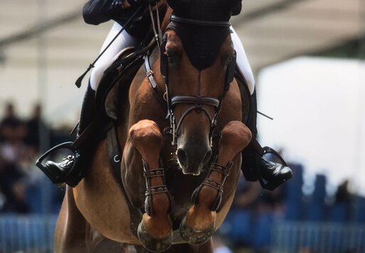 Magic Touch von Finishing Touch aus der Ureen Latano v. Ferro - Latano I | Züchter: A.J. Klein & Stal van den Berg, Niederlande | © Jeroen Spoolder