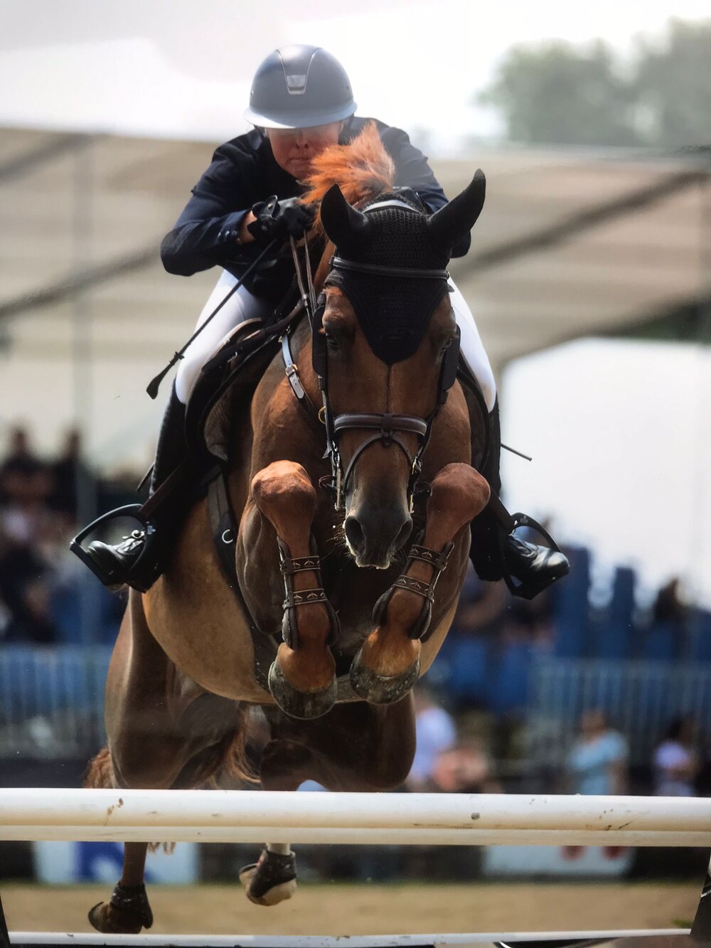 Magic Touch von Finishing Touch aus der Ureen Latano v. Ferro - Latano I | Züchter: A.J. Klein & Stal van den Berg, Niederlande | © Jeroen Spoolder