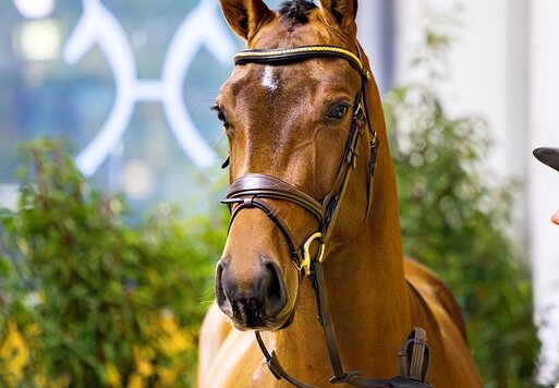Junghengst von Finishing Touch - Chacco Blue - Graf Top | Züchter: Heide und Helmut Peters