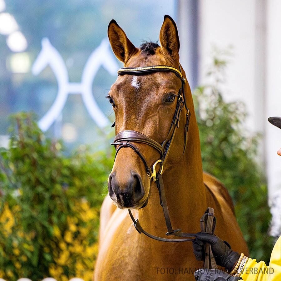 Junghengst von Finishing Touch - Chacco Blue - Graf Top | Züchter: Heide und Helmut Peters