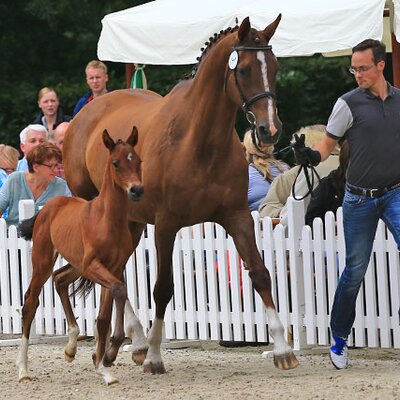 Fohlen von Florenz aus der Freixenet von Fidermark - Winner | Züchter: Bernd Winter, Varel Fohlen von Florenz aus der Freixenet von Fidermark - Winner | Züchter: Bernd Winter, Varel