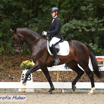 Füro Pa von Hellör von Florenz aus der Diwa von Hellör von Don Larino x Lacros | Züchter: Petra Haase, Goltoft  Füro Pa von Hellör von Florenz aus der Diwa von Hellör von Don Larino x Lacros | Züchter: Petra Haase, Goltoft