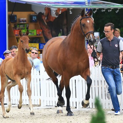 Hengstfohlen von Florenz aus der Stedinger Heide von Stedinger - Landor S | Züchter: Gerd Sosath, Lemwerder Hengstfohlen von Florenz aus der Stedinger Heide von Stedinger - Landor S | Züchter: Gerd Sosath, Lemwerder