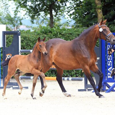 Colt by For Austria out of Quatergirl by Quaterback x Raphael | Breeder: Frank Holtz, Wiesmoor 