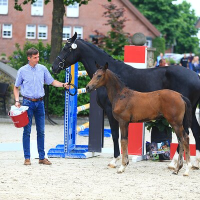 Filly by For Austria out of Sezantina by Sezuan x Fürst Romancier | Breeder: Jacek Tarka, Raddestorf 