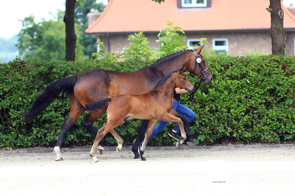 Colt by For Austria out of Quatergirl by Quaterback x Raphael | Breeder: Frank Holtz, Wiesmoor 