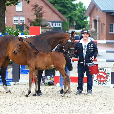 Colt by For Austria out of Quatergirl by Quaterback x Raphael | Breeder: Frank Holtz, Wiesmoor 