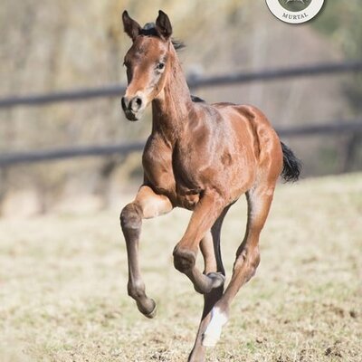 Filly by For Austria out of Himbeere by Easton x Imperio | Breeder: Gestüt Murtal, Austria 