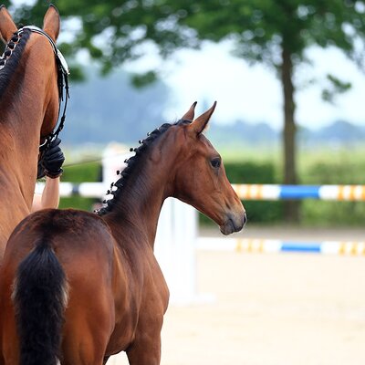 Filly by For Austria out of Weria by Sunny-Boy x Westerland | Breeder: Achim und Petra Seggert, Rastede 