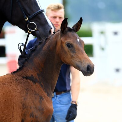 Filly by For Austria out of Sezantina by Sezuan x Fürst Romancier | Breeder: Jacek Tarka, Raddestorf 