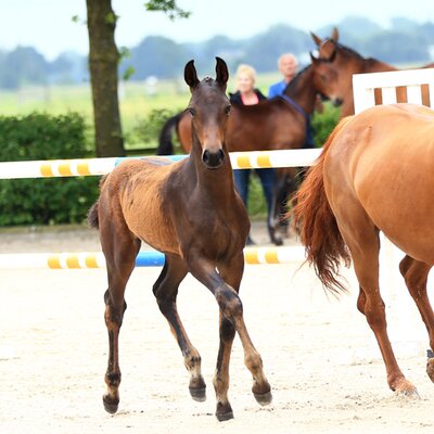 Colt by For Austria out of Wattenelfe by Wolkentanz x Westerland | Breeder: Kerstin Weiland, Eydelstedt 