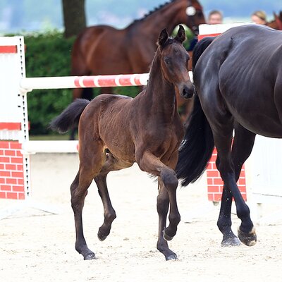 Filly by For Austria out of Banyosa by Royal Diamond x Sandro Hit | Breeder: Gerd Reuter, Hude Wuesting 