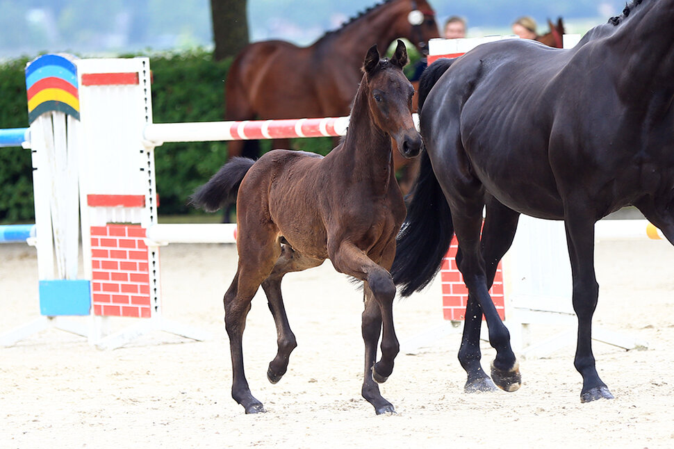 Filly by For Austria out of Banyosa by Royal Diamond x Sandro Hit | Breeder: Gerd Reuter, Hude Wuesting 
