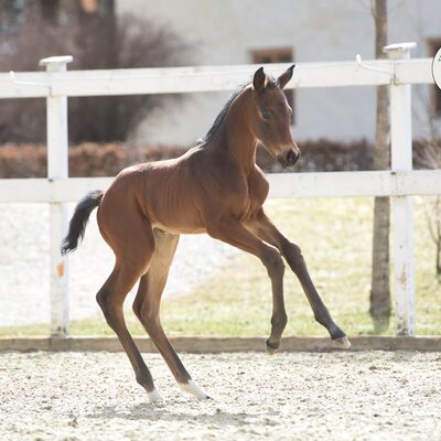 Filly by For Austria out of Himbeere by Easton x Imperio | Breeder: Gestüt Murtal, Austria 