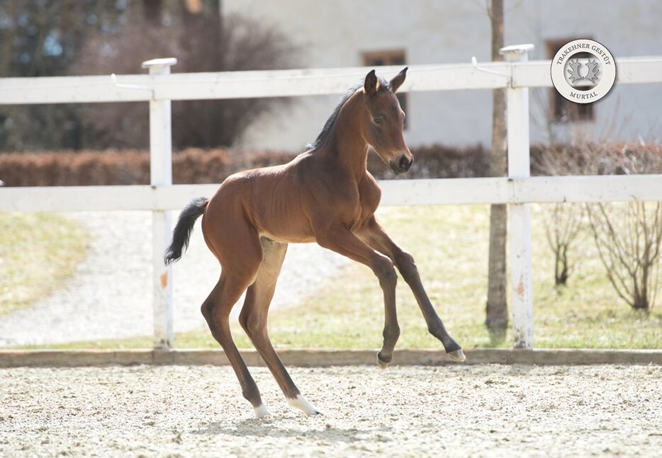 Filly by For Austria out of Himbeere by Easton x Imperio | Breeder: Gestüt Murtal, Austria 