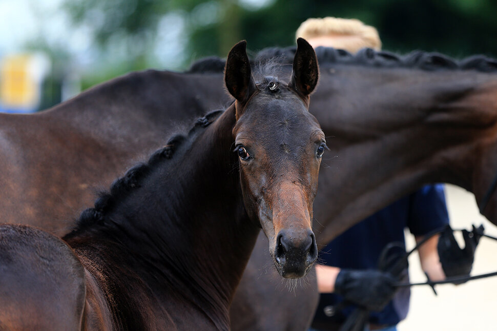Filly by For Austria out of Top Secret by Samarant x Donnerhall | Breeder: Patricia von Oesen, Berne 