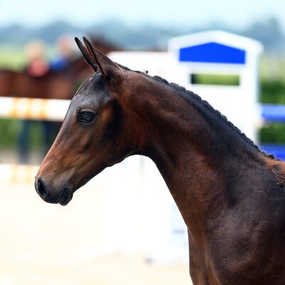 Colt by For Austria out of Wattenelfe by Wolkentanz x Westerland | Breeder: Kerstin Weiland, Eydelstedt 