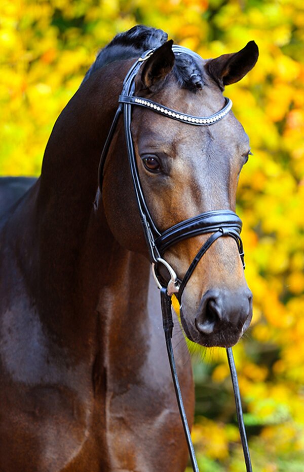 For Dance by For Romance out of Reverie by Rubiloh - Ehrentusch | Breeder: ZG Butkus, Overath  