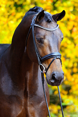 For Dance by For Romance out of Reverie by Rubiloh - Ehrentusch | Breeder: ZG Butkus, Overath  