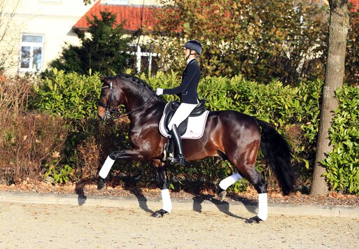 For Dance von For Romance aus der Reverie von Rubiloh - Ehrentusch |Züchter: ZG Butkus, Overath   