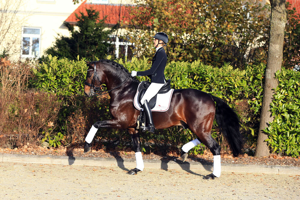 For Dance von For Romance aus der Reverie von Rubiloh - Ehrentusch |Züchter: ZG Butkus, Overath   