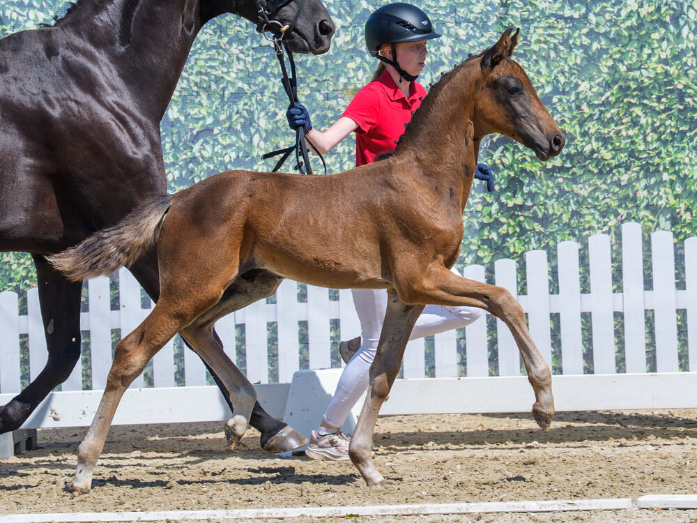 Fine Step by For Dance out of Filippa by Feinrich - Hohenstein/T. | Breeder: ZG Masuch/Lübbering, Heiden