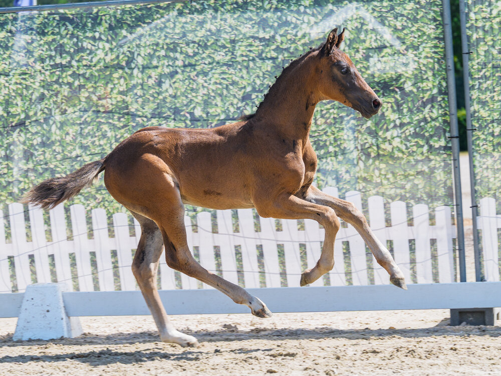 Fine Step by For Dance out of Filippa by Feinrich - Hohenstein/T. | Breeder: ZG Masuch/Lübbering, Heiden