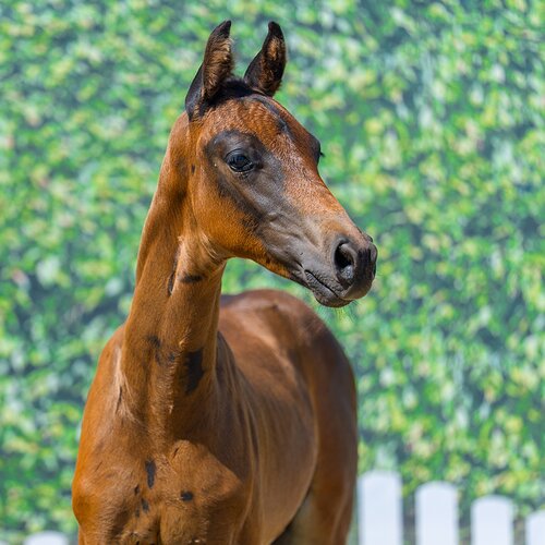 Fine Step by For Dance out of Filippa by Feinrich - Hohenstein/T. | Breeder: ZG Masuch/Lübbering, Heiden