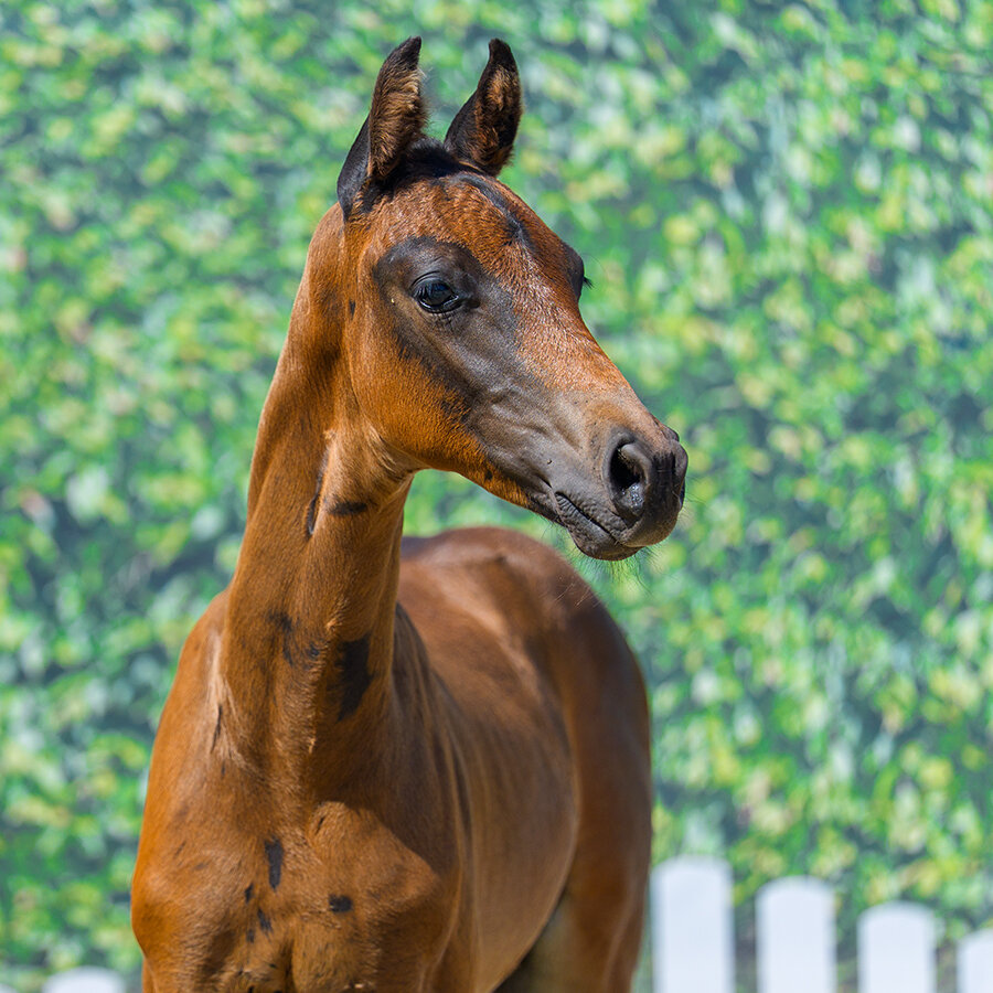 Fine Step by For Dance out of Filippa by Feinrich - Hohenstein/T. | Breeder: ZG Masuch/Lübbering, Heiden