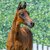 Fine Step by For Dance out of Filippa by Feinrich - Hohenstein/T. | Breeder: ZG Masuch/Lübbering, Heiden