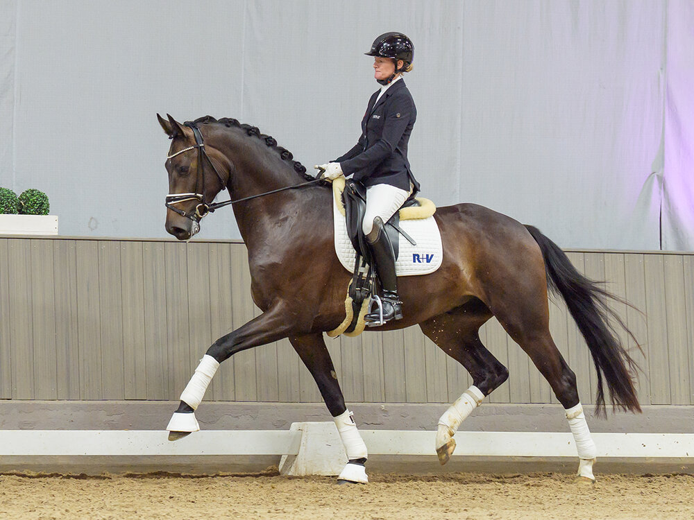 For Rock by For Dance out of Sterni by Escolar - Detroit | Breeder: Andrea Krehenwinkel, Neuenkirchen