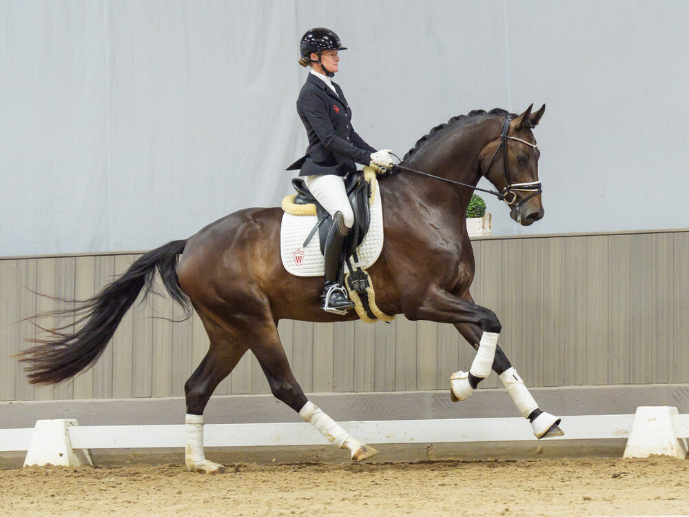 For Rock by For Dance out of Sterni by Escolar - Detroit | Breeder: Andrea Krehenwinkel, Neuenkirchen