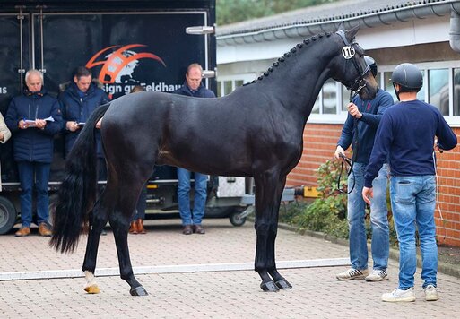 Junghengst von For Dance x Fürst Grandios 