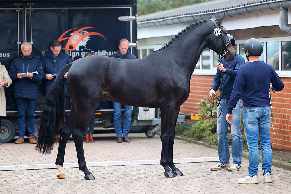 Junghengst von For Dance x Fürst Grandios 