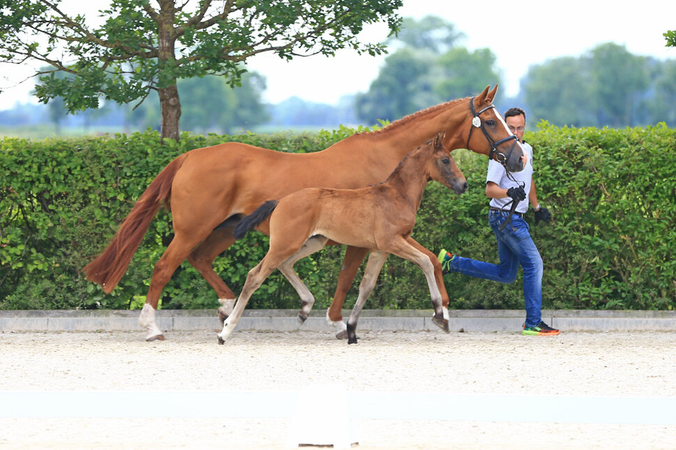 Filly by For Dance out of Wentana by Weltmeyer - Brentano II | Züchter: Hans-Hermann Langershausen, Berne (Germany)