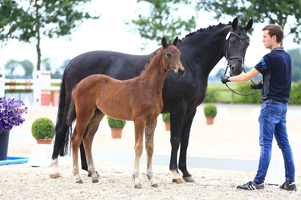 Colt by For Dance out of Sunshine of West by Sandro Hit x Ehrentusch | Breeder: Phillip Freese, Visbeck 