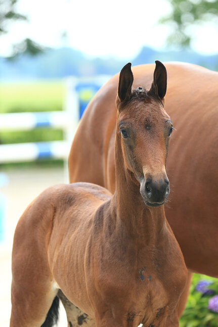 Filly by For Dance out of Donna Antonia by Antango - Don Gregory | Breeder: Markus Rempe, Garrel (Germany)