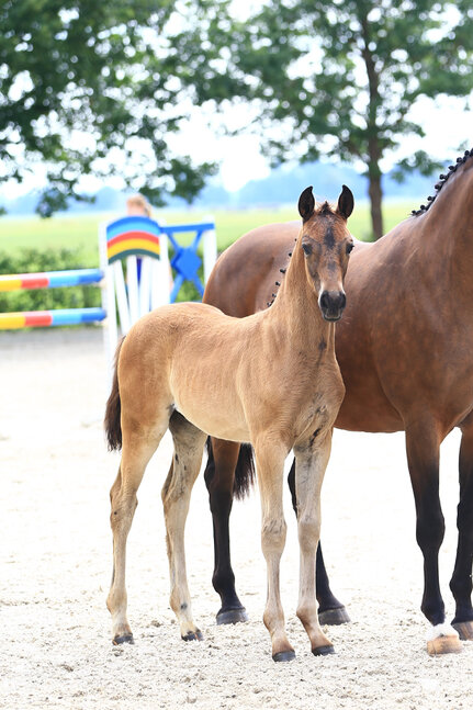 Colt by For Dance out of Shakira by Sandro Hit - A Jungle Prince | Breeder: Andrea Jüchter, Berne (Germany)