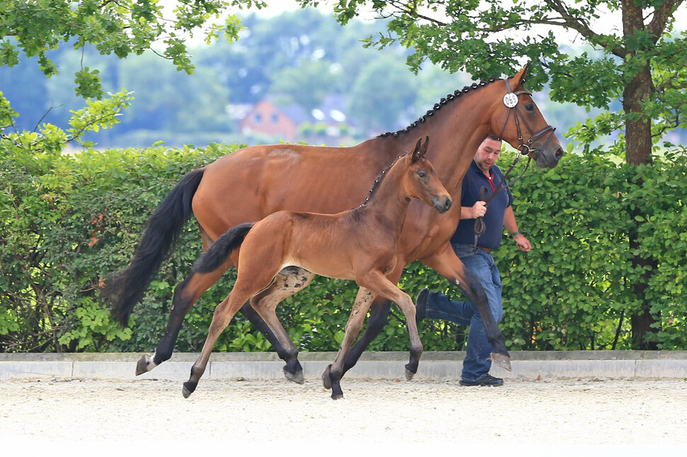 Filly by For Dance out of Donna Antonia by Antango - Don Gregory | Breeder: Markus Rempe, Garrel (Germany)