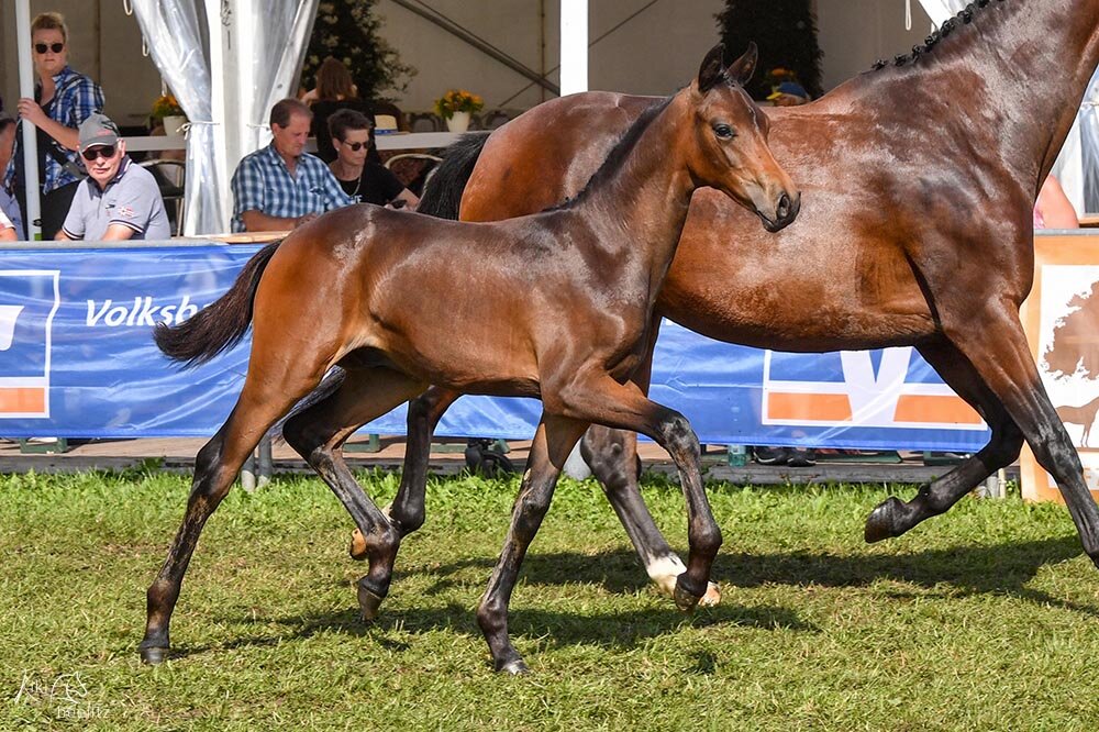 Siegerfohlen LandTage Nord von For Dance - Revolution - Quaterback | Züchter: Dr. Hans-Hermann Lagershausen, Berne