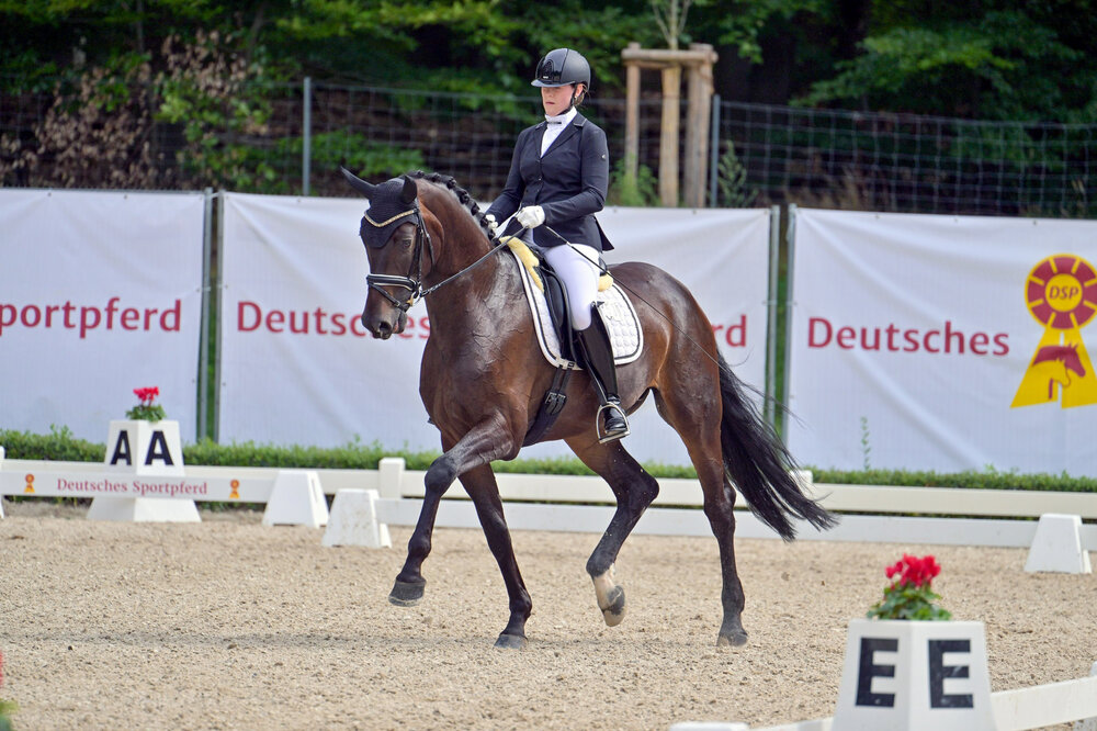 Reservesiegerin der Qualifikation zum Bundechampionat For Westfalia von For Dance aus der Scarlet von Scolari– Weltissimo |Züchter: Antonius Schulze-Averdiek, Rosendahl 