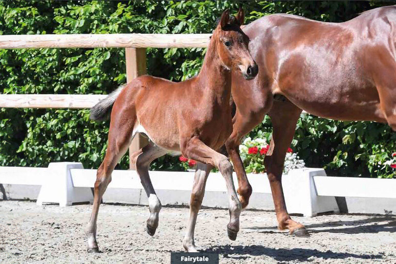 Fairytale von For Dance aus der Lady First von Fürst Toto - Bretton Woods | Züchter:  Stall Troff, Jemgum