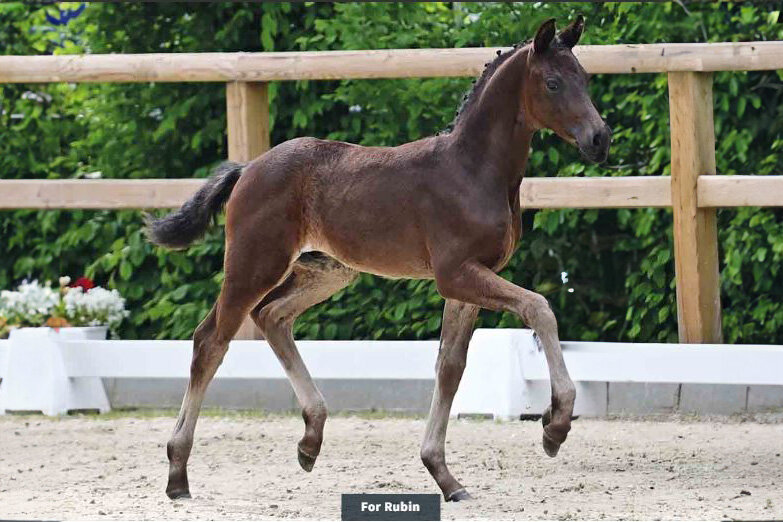 For Rubin von For Dance aus der Ronja W. von Flying Nymphenburg - Rascalino | Züchter:  Tomke Meininghaus, Krummhörn