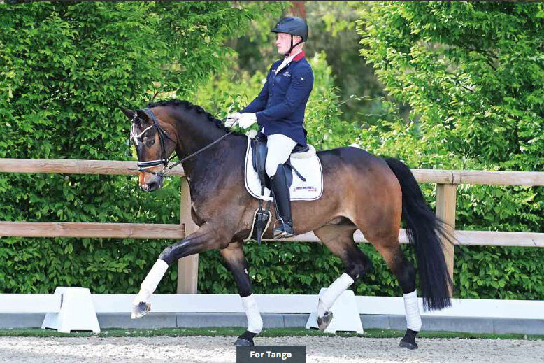 For Tango von For Dance aus der Famira von Antango - Silvio I | Züchter: Hans-Gerd Hohnholz, Ganderkesee