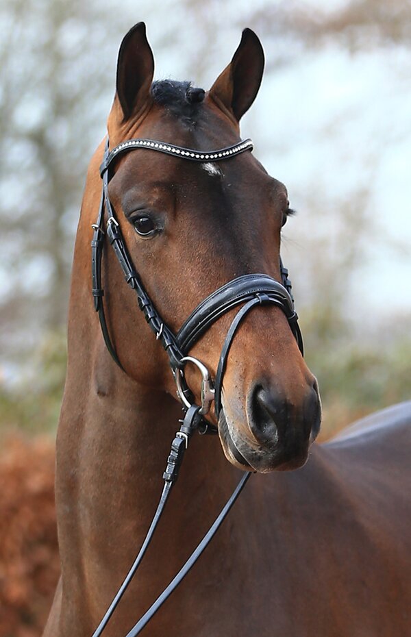 Galantheo by Governor out of Zerlinneke by Rousseau - Flemmingh |Breeder: Marc Dries, Belgien   