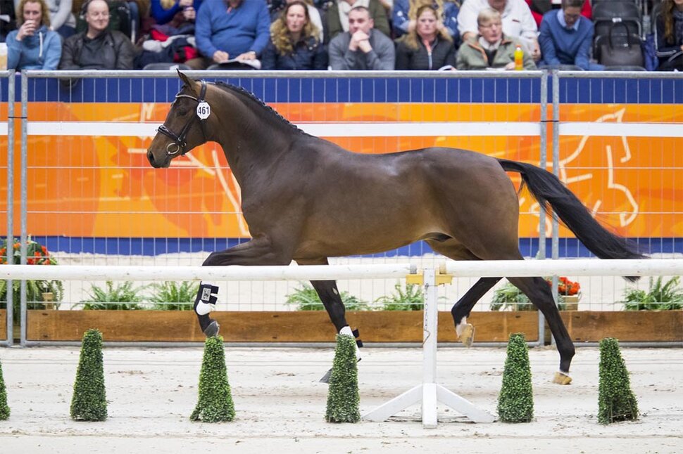 Galantheo by Governor out of Zerlinneke by Rousseau - Flemmingh |Breeder: Marc Dries, Belgien   