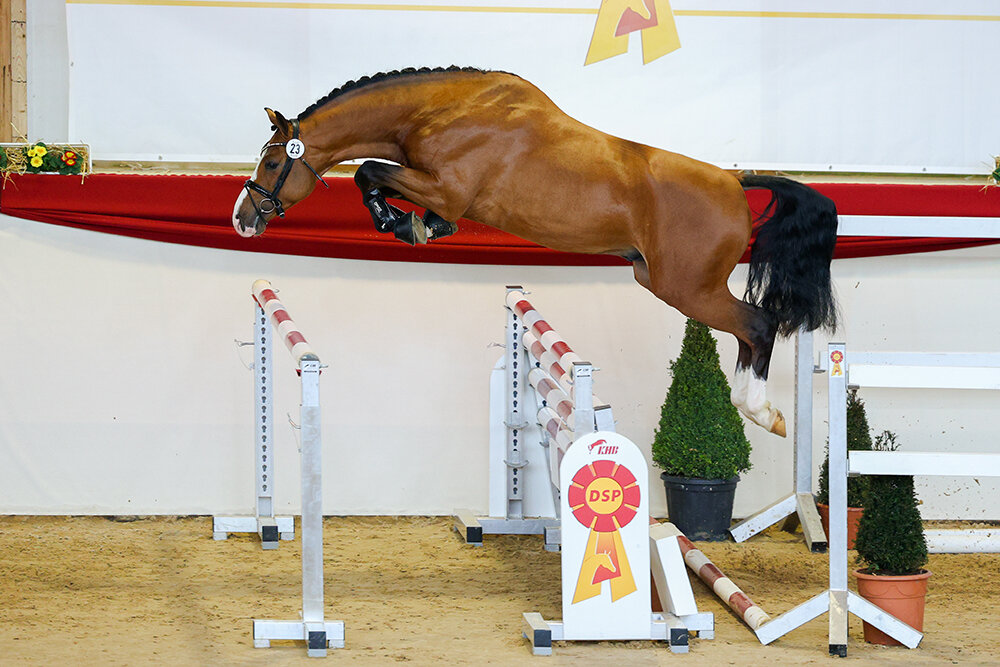 Premium stallion by Herakles x Zirocco Blue x Corland | Breeder: Verhagen Horse Services, Netherlands  
