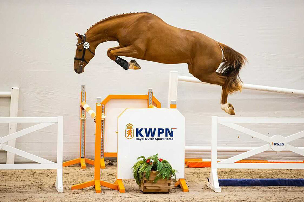 Young Stallion by Herakles x Caritano Z | Breeder: E. Schep, Niederlande 